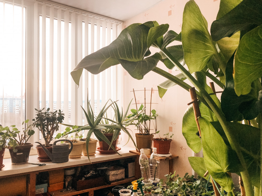 Le potager urbain: une solution durable et écologique pour se nourrir en ville